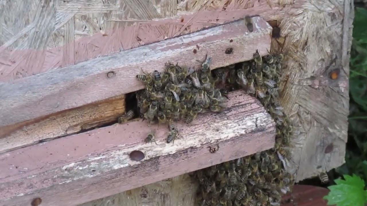 Kura między ulami za kuciła m&oacute;j naturalny instynkt do nawijania o życiu pszcz&oacute;ł i warrozy.
