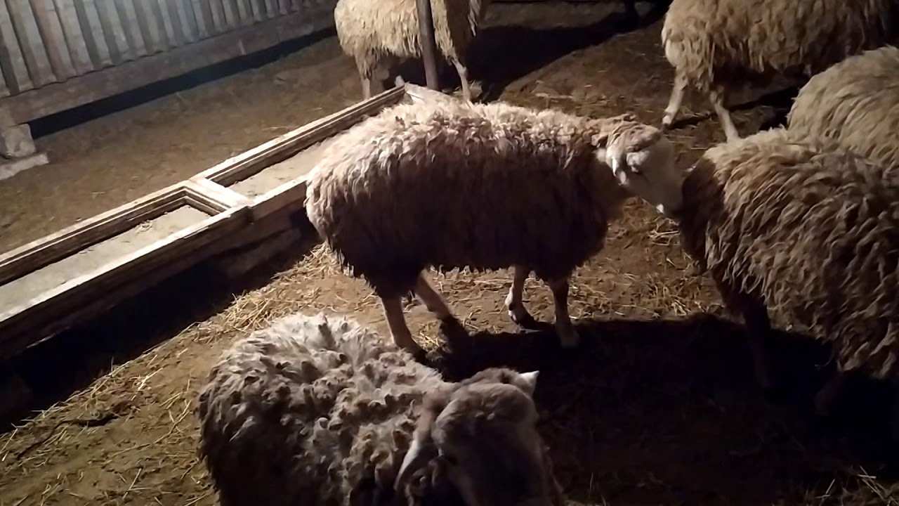 Bordağ quzular növbəti hissə