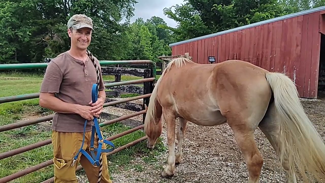 Penny the Haflinger Mare Old Capitol Farm