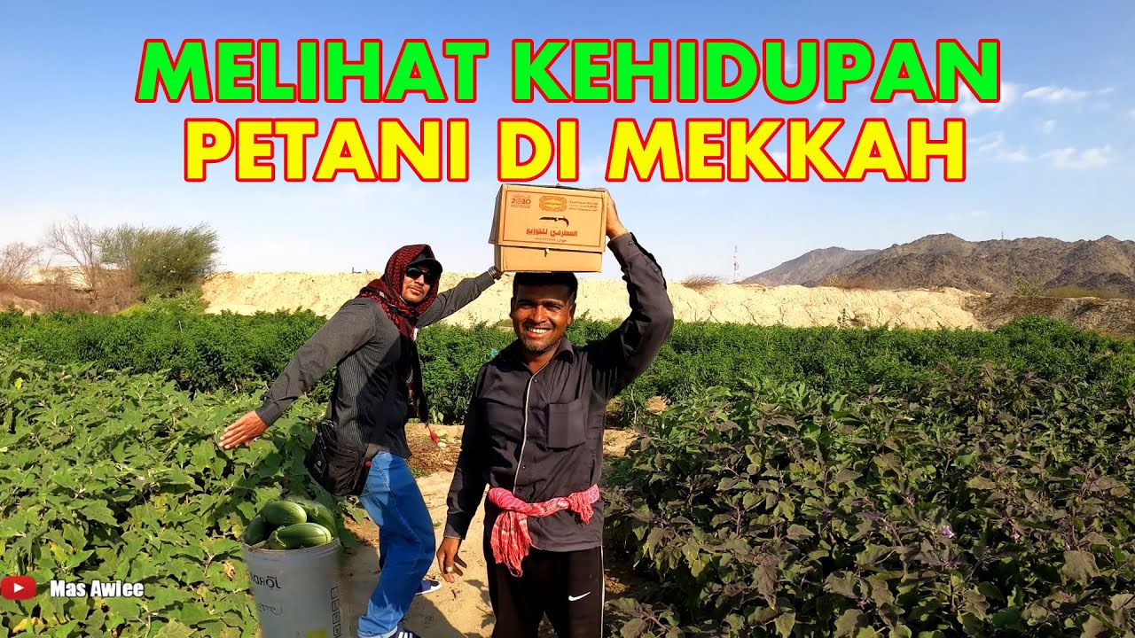 KAGET!! MELIHAT KEHIDUPAN PETANI DIPINGGIRAN KOTA MEKKAH