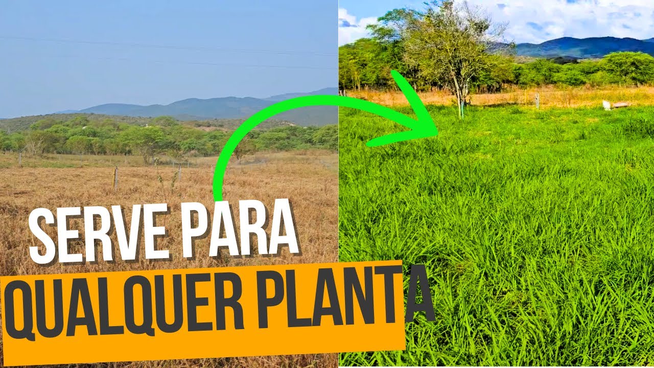 DANDO UM TRATO NO TIFTON 85 PRA LUCAR NA SECA