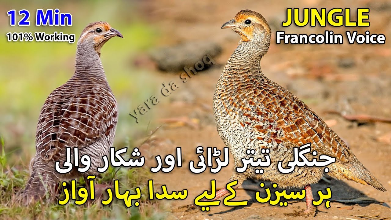 Teetar ki Ladai or Shikar Wali Awaz | 101% Working Partridge Hunting Sound | Female Francolin Voice