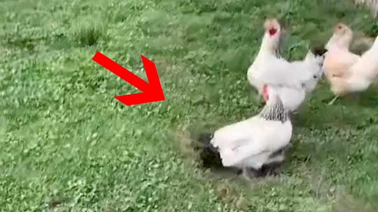 Cheeky Chickens Keep Digging Holes In Garden