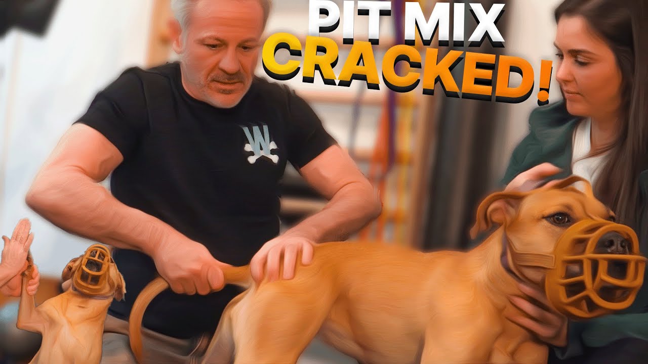 Pitbull Mix with Hitch in its Step Meets the Animal Cracker! (Chiropractic Session)