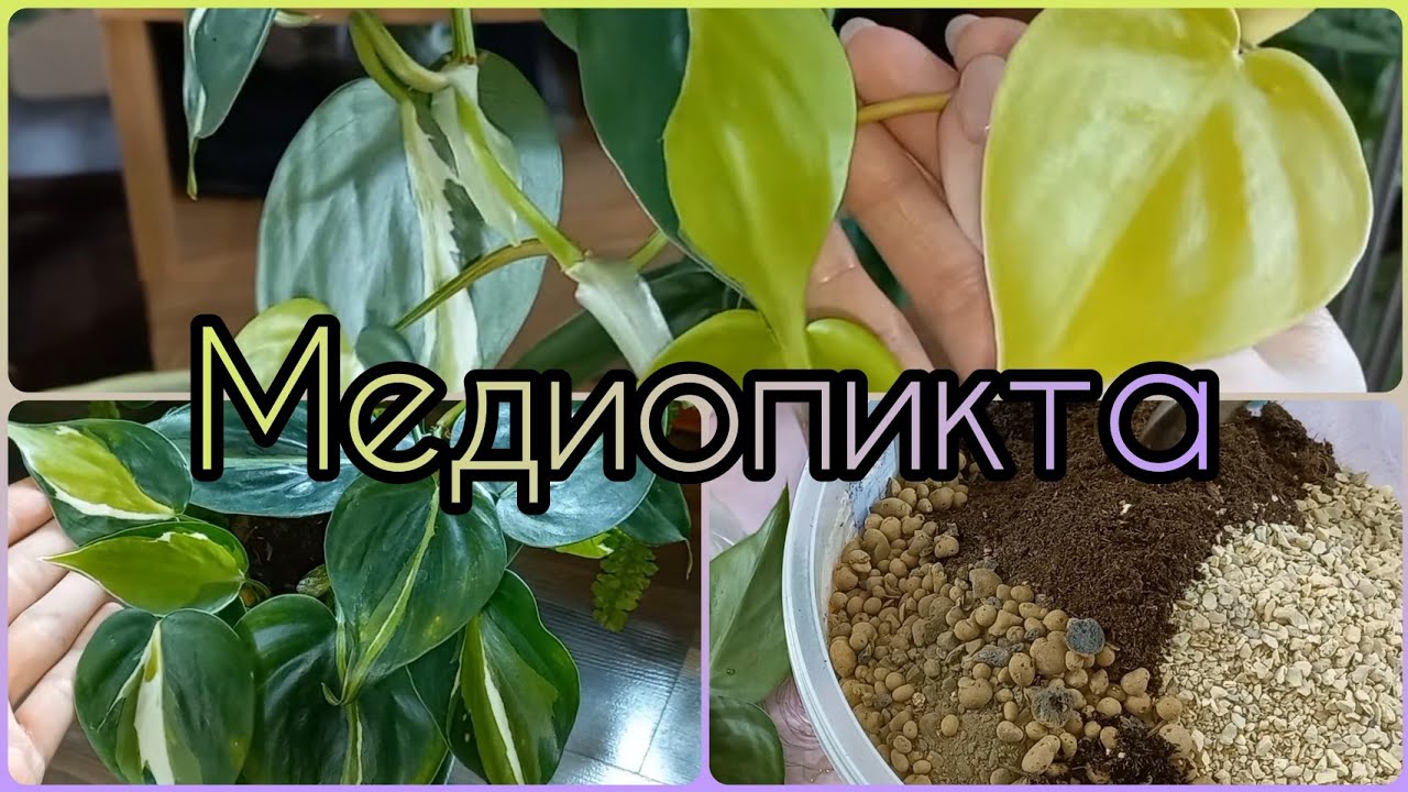 Мутирует Филодендрон🌱Попытаюсь сохранить яркую веточку🌸Полное омоложение🌱Грунт🌱Медиопикта🌸Бразил