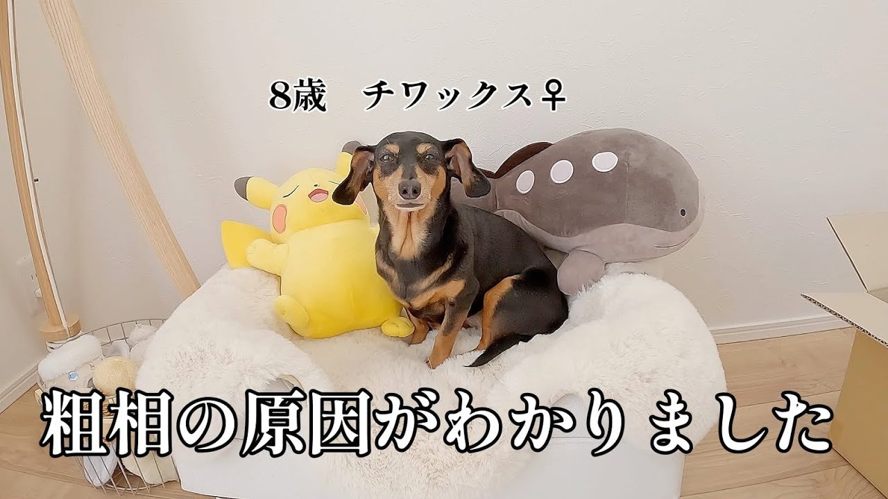愛犬の度重なる粗相の原因がわかりました