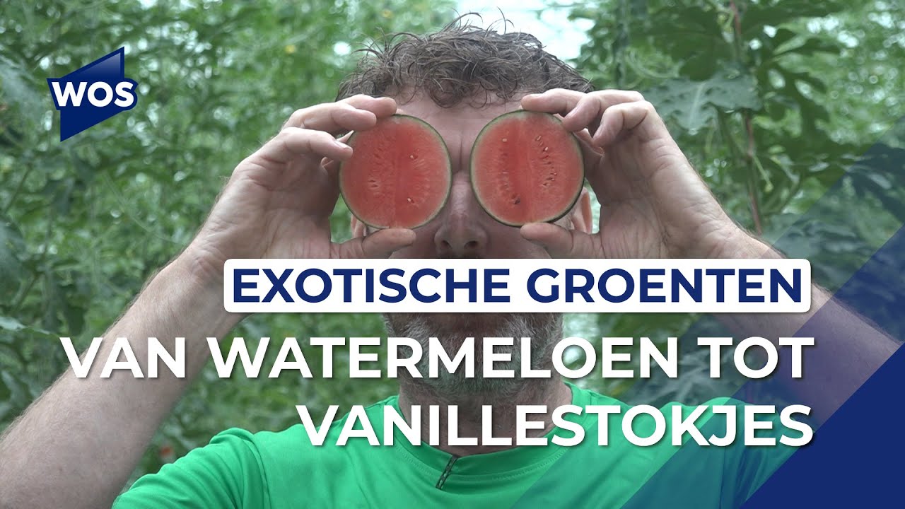 Exotische groenten in Westlandse kassen