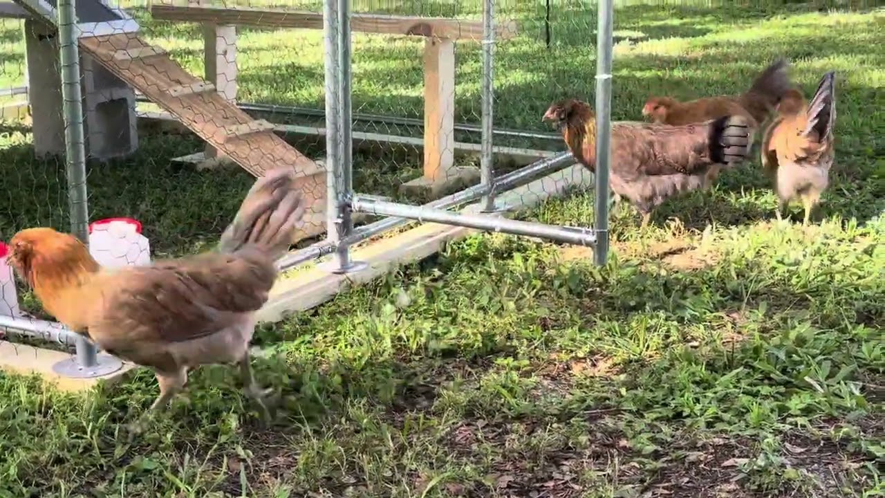 New digs for the Chickas