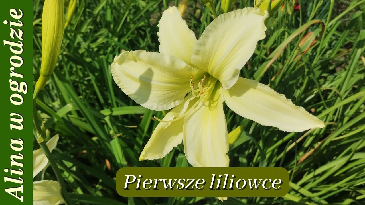 Spacer po ogrodzie w czerwcu - cz.1 liliowce