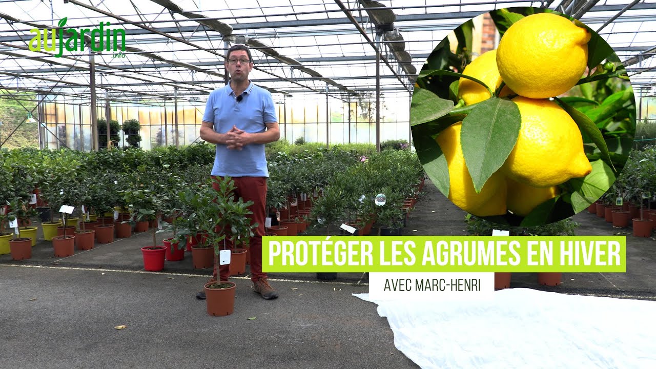 COMMENT bien PROTÉGER les AGRUMES en HIVER ? ORANGER, CITRONNIER ou CLÉMENTINIER