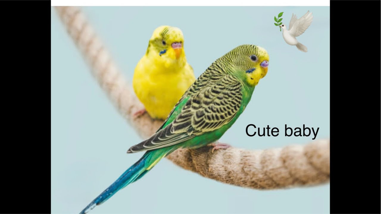 Budgie happy sound