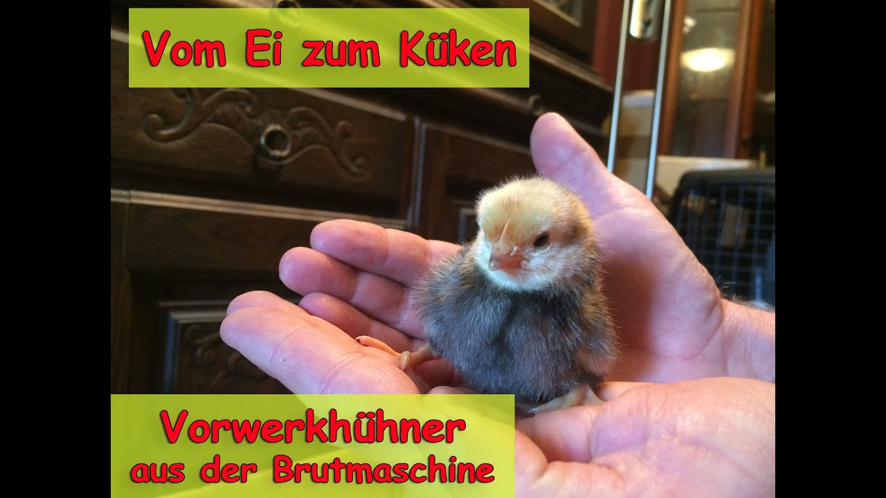 Vom Ei zum Küken - Vorwerkhühner aus der Brutmaschine