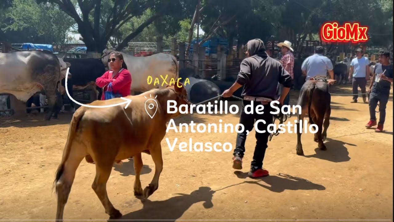 El Baratillo de San Antonino: Ganadería y Sabores de Oaxaca