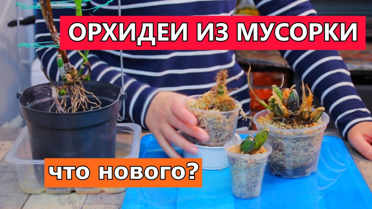 Орхидеи 