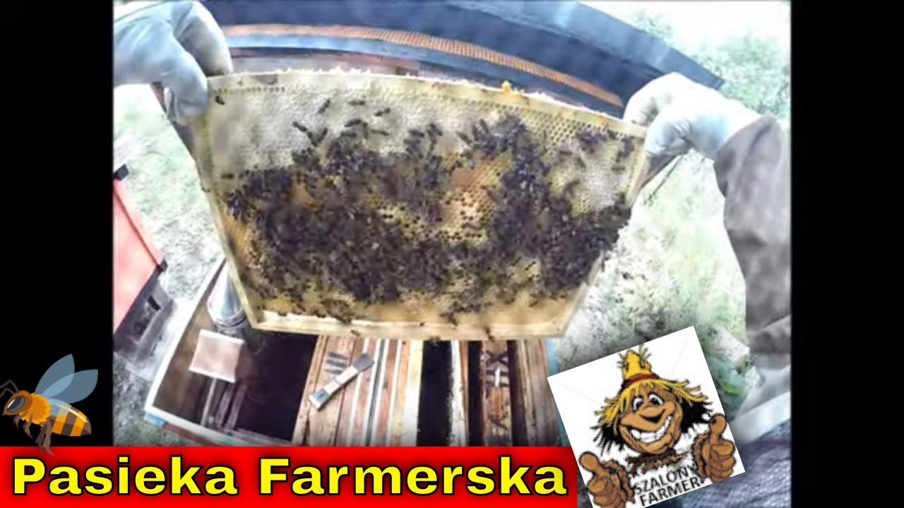 Pierwszy  przegląd uli na Farmie!
