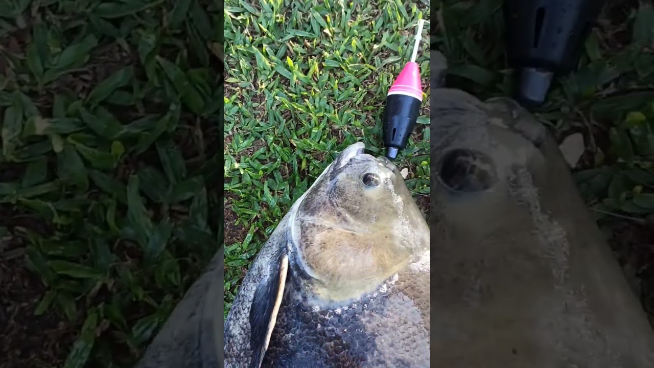 Pescaria com diretinho boia cevadeira Muttley 52 gramas resultado certo #pescaesportiva #fishing