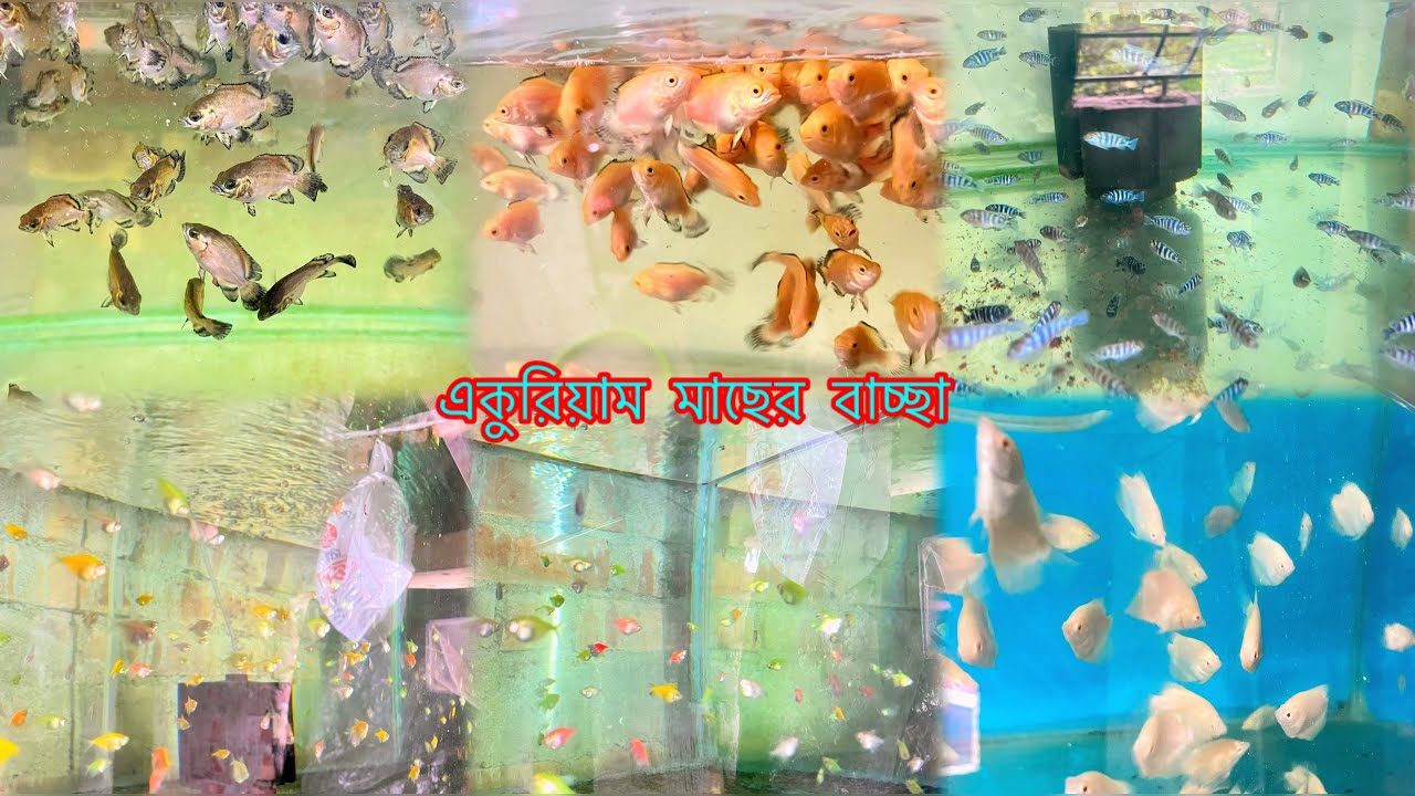 6000 fish | আজ আমার সব মাছ দেখাবো |2025 fish fry রেসিং