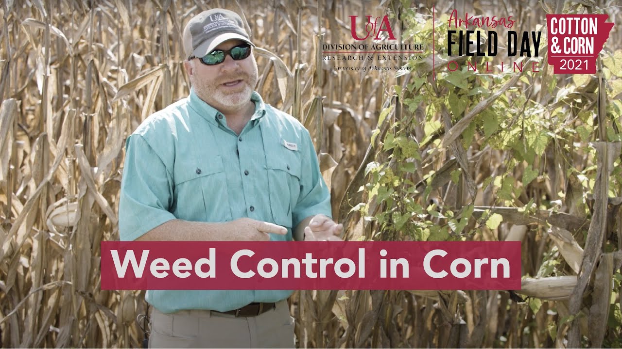 Weed Control in Corn: Harvest Aids, Escapes, and Resistant Italian Ryegrass (2021 Ark. Field Day)