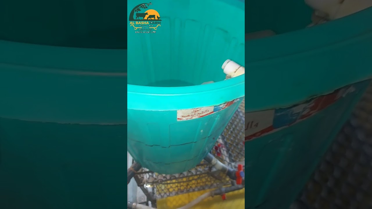 افضل و اقوى طريقة لتطهير عنابر الفراخ بالفورمالين#تربية #الدواجن #الأعشاب_الطبيعية