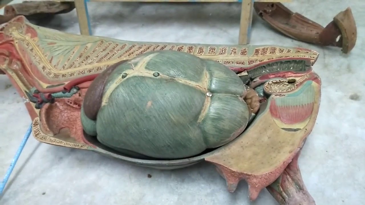Abdominal Cavity
