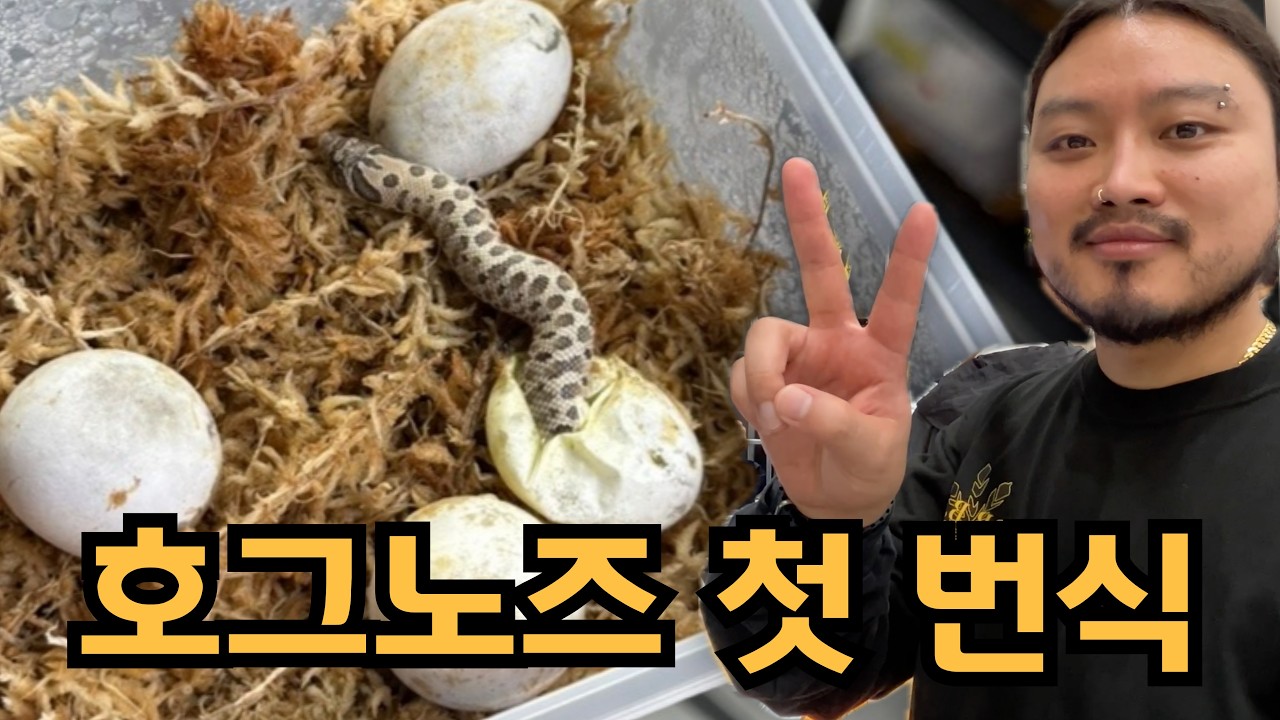 수염농장 호그노즈 첫 해칭!!!!
