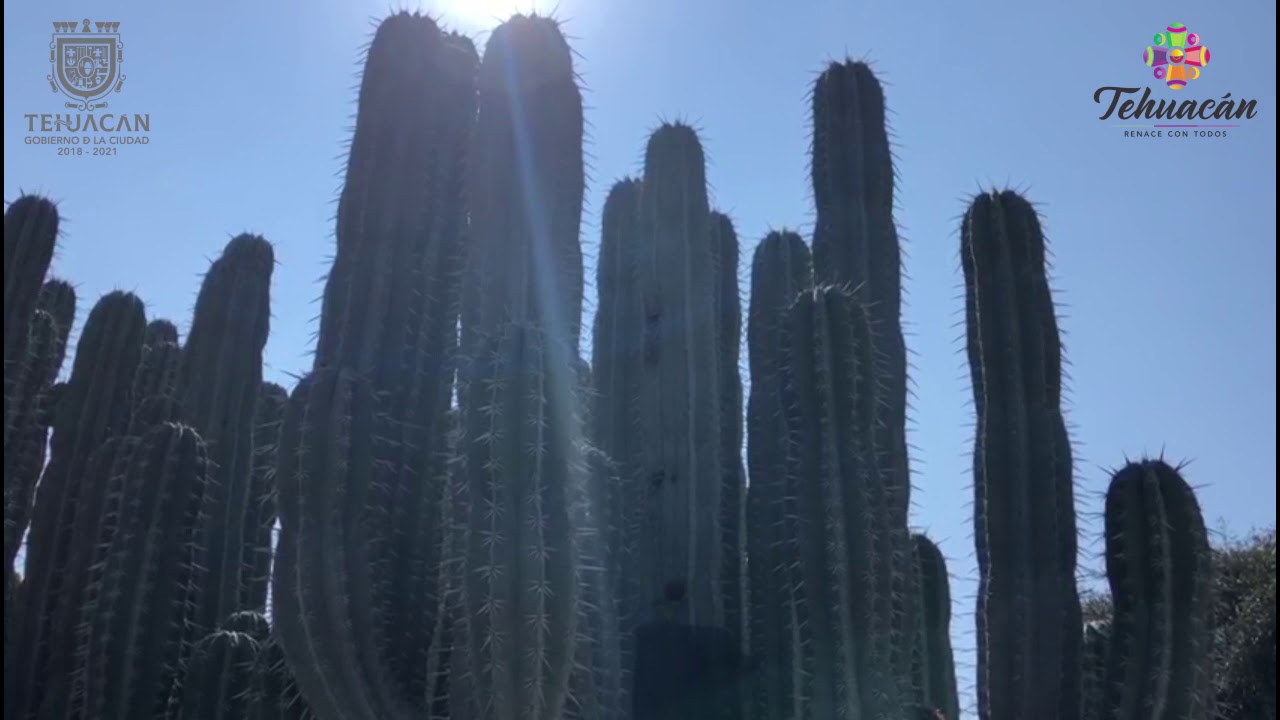 Vivero El Sotolin