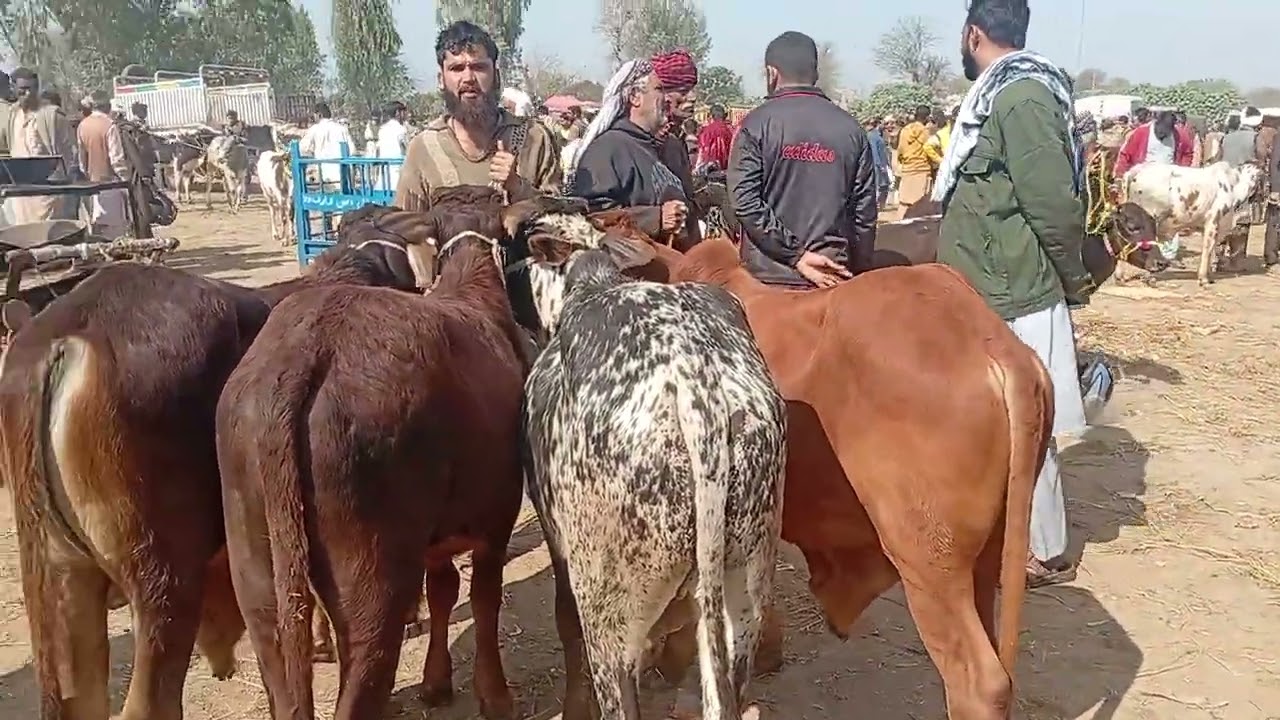 Janvaron ki video