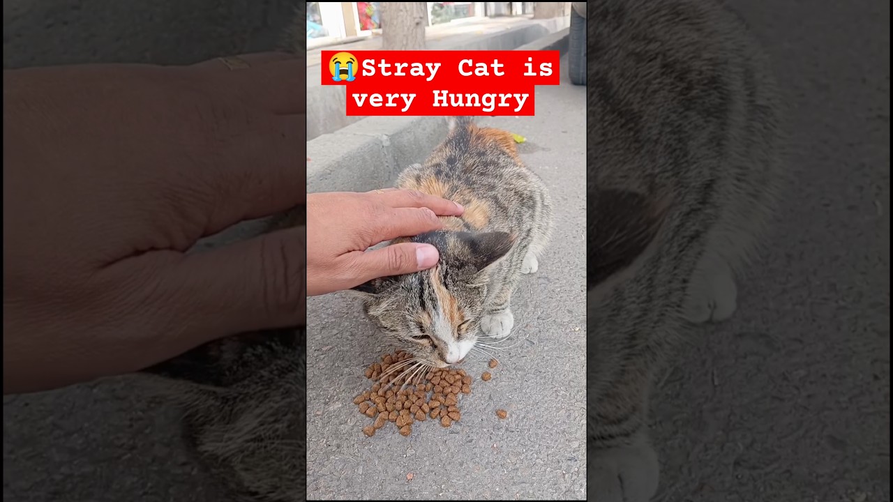 😭Tstray Cat is very Hungry#cat #cats #straycat #shorts #kitten #meme #viral #trending
