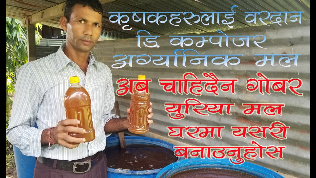 अब चाँहिदैन गोबर युरिया मल घरमै यसरी बनाउनुहोस डि.कम्पोजर अग्र्यानिक मल/How to make D. Composer Mall