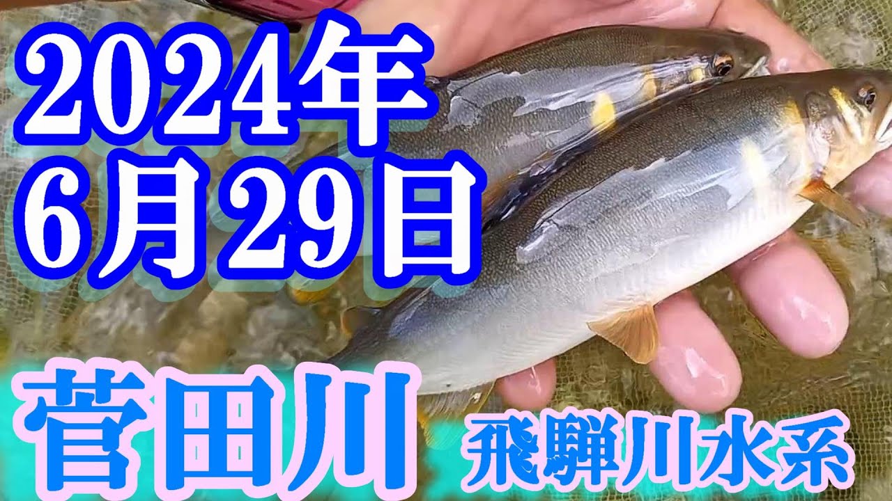 鮎釣り 20cm高引水 小川橋下 菅田川（飛騨川水系） 2024年