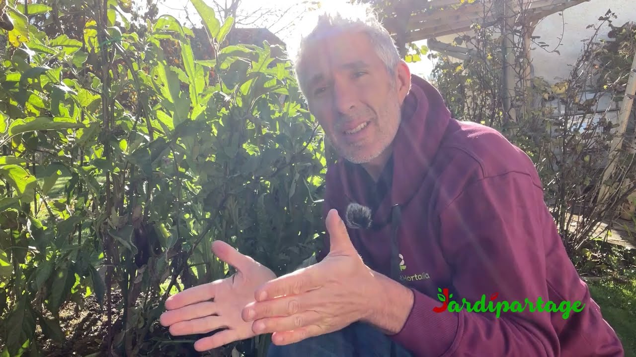 Comment prot&eacute;ger les artichauts en hiver ? Conseils et astuces