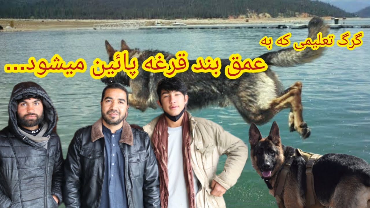 The smartest educational wolves    با هوش ترین گرگ های تعلیمی