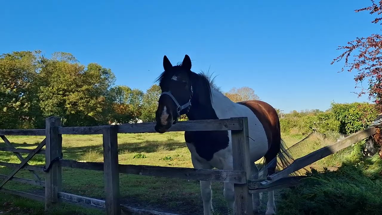 Autumn Colours