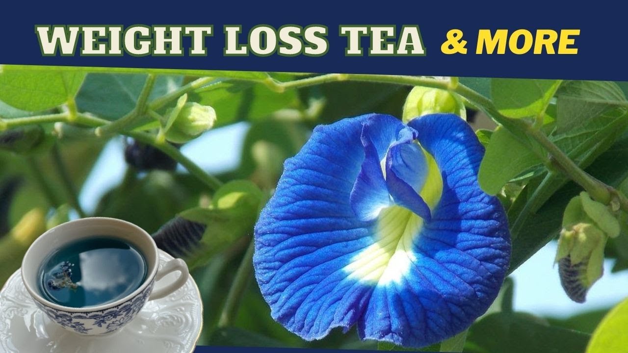 Чай из цветков клитории тройчатой ​​(Clitoria Ternatea): польза и рецепт / Earth's Medicine