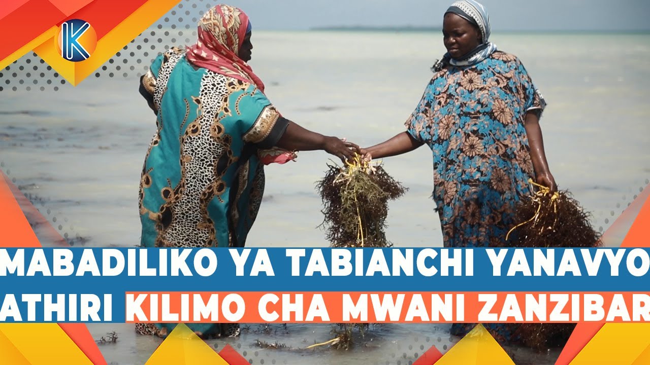 MABADILIKO YA TABIANCHI YANAVYO ATHIRI KILIMO CHA MWANI ZANZIBAR