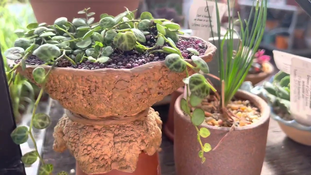 Peperomia prostrata  