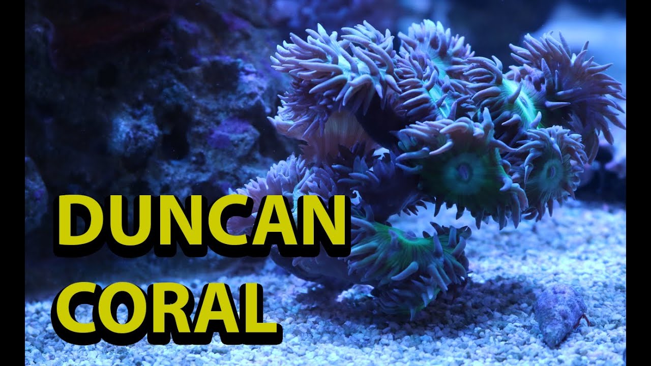Duncan Coral Tips & Tricks