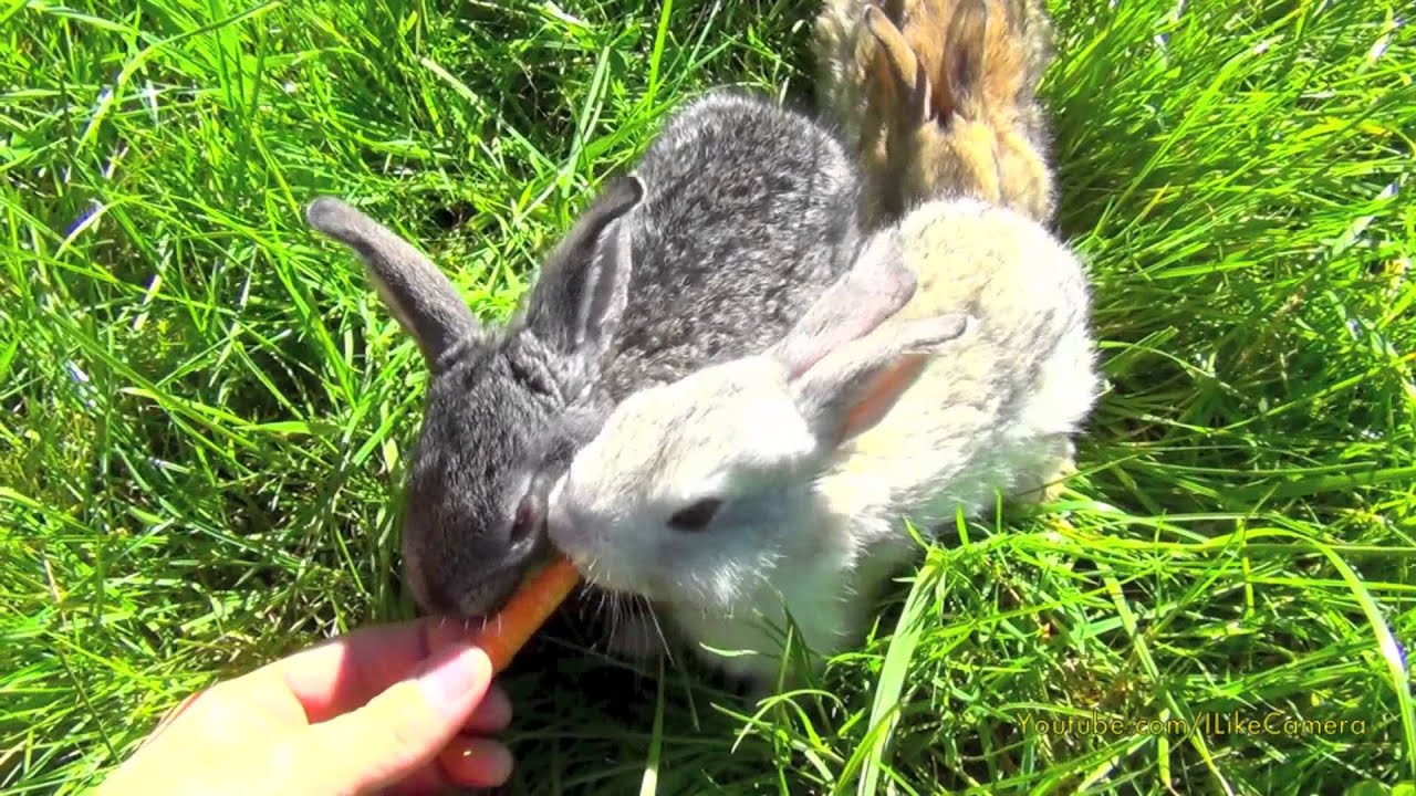 Baby Bunnies Eating Carrots - Bunny Rabbit Bites Me