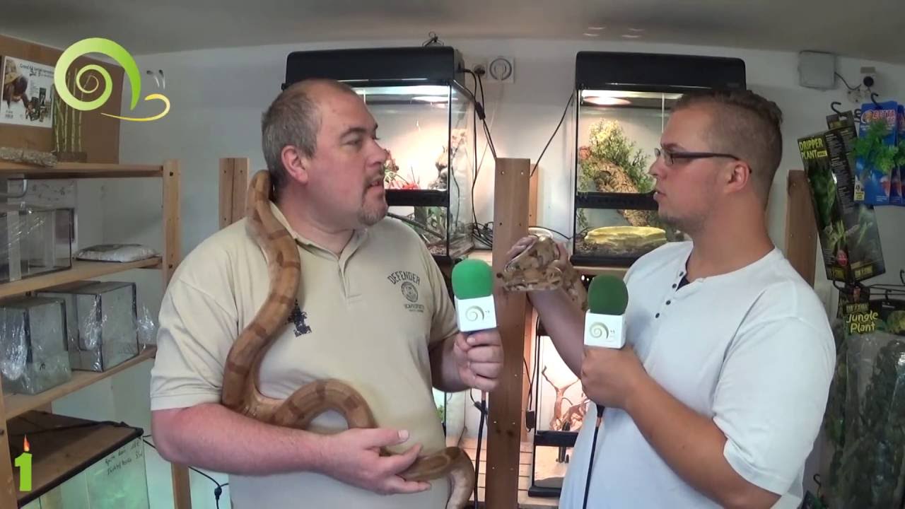 Boa Constrictor Impérator