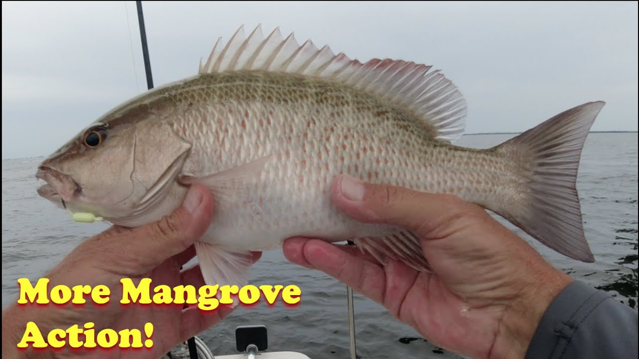How to Catch Mangroves in Fast Moving Tide Under the Skyway Bridge.