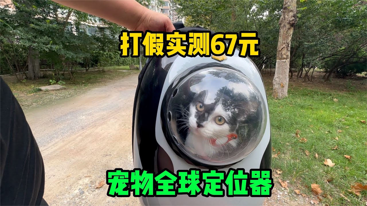 打假實測67元寵物定位器，全球定位走到哪里都丟不了，是真的嗎？