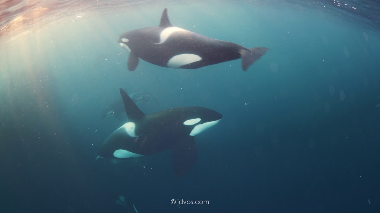 Orcas of Northern Norway