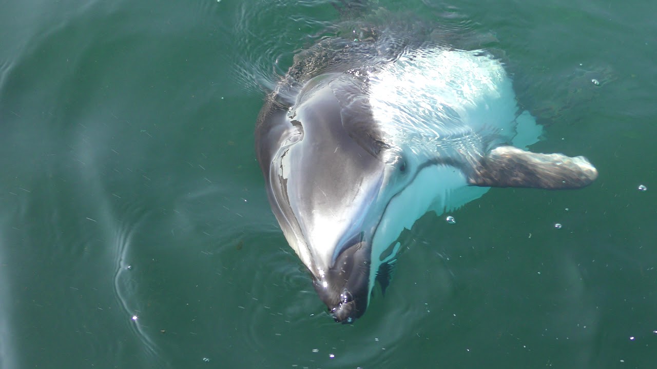 イルカたちの楽園・海中トンネル (のとじま水族館) 2019年8月17日