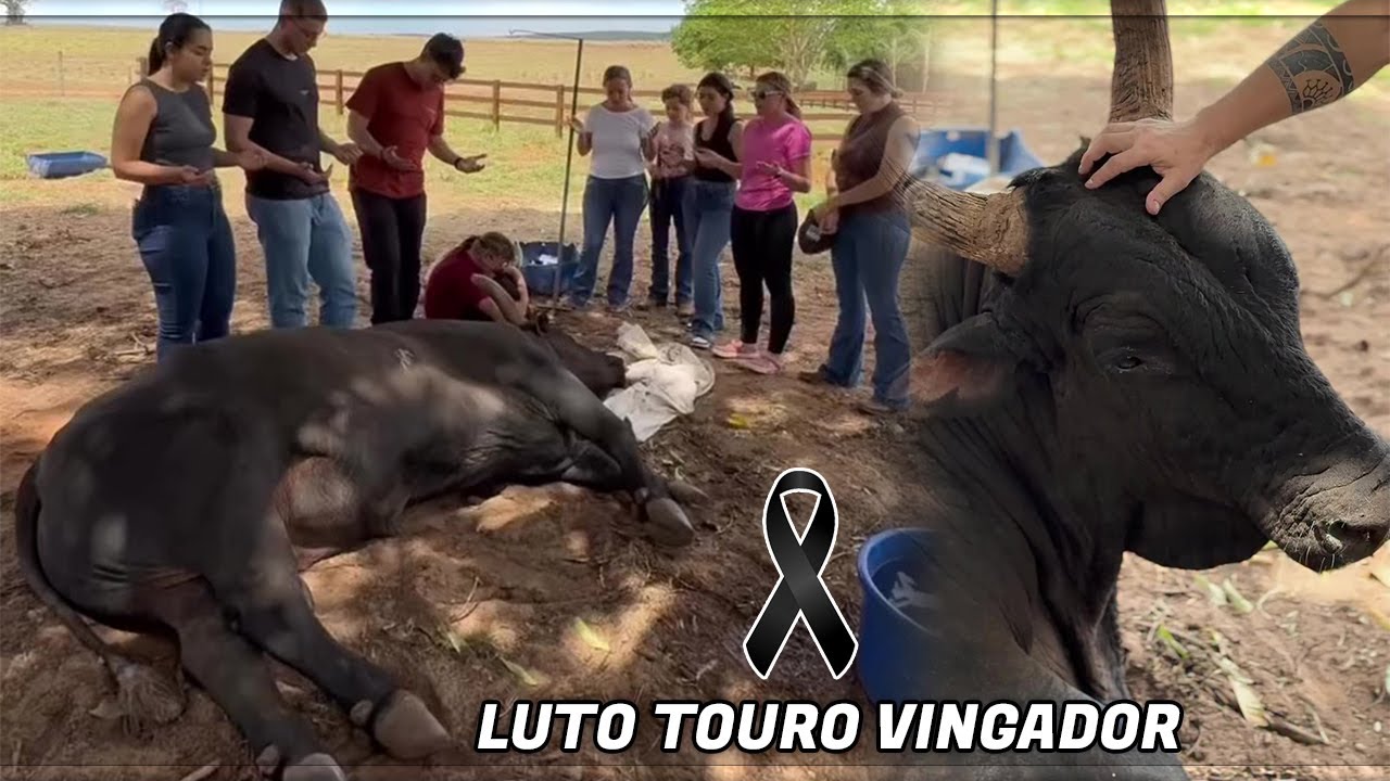 A Dor da Despedida ● Tércio Miranda Perdeu o Touro VINGADOR