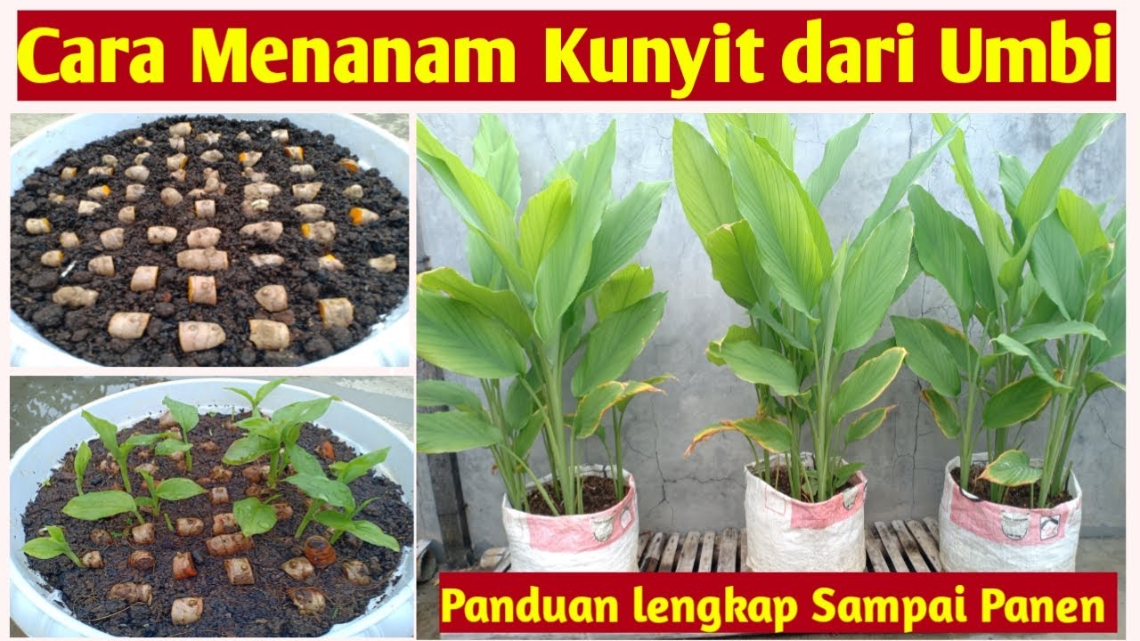Panduan lengkap.! Cara Menanam Kunyit dari Umbi Hingga Panen, how to grow turmeric from tubers