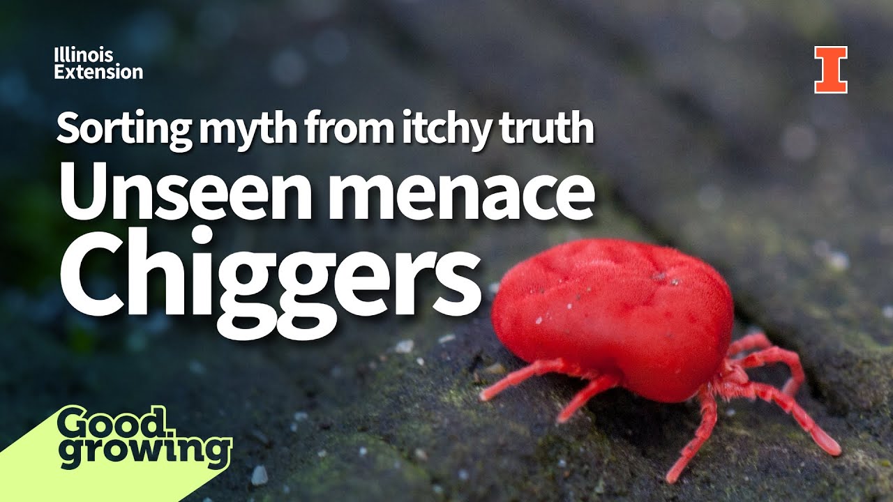 Gardenbite: Dispelling Myths and Telling the Itchy Truth About Chiggers | #GoodGrowing
