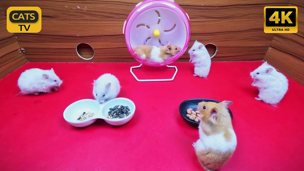 Cat TV No Ads 😸 4K 10 Hours Cute Hamsters 🐹 playing with wheel 🎡 Syrian Hamsters for Cats to Watch