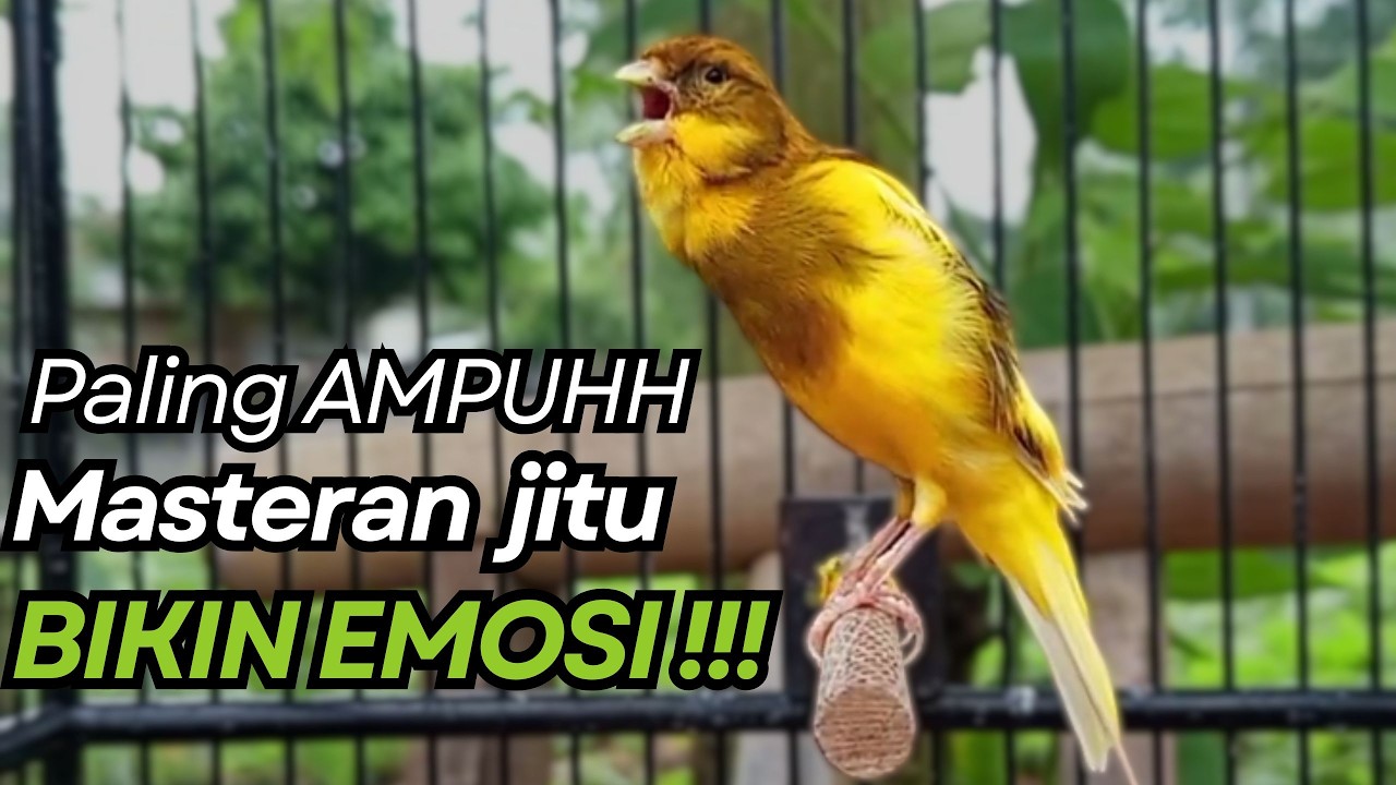KENARI GACOR Cuit CUIT BIRAHI UNTUK PANCINGAN & MASTERAN Kenari PAUD AGAR BUNYI