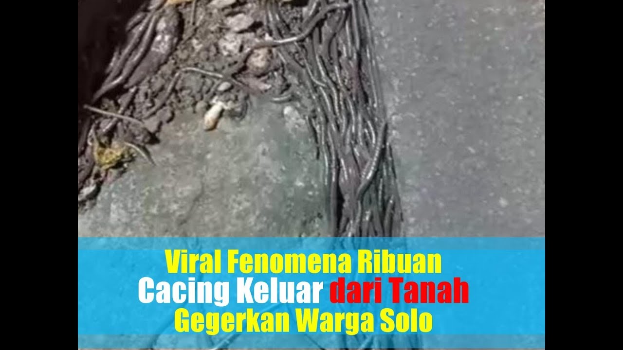 Viral Fenomena Ribuan Cacing Keluar dari Tanah Gegerkan Warga Solo