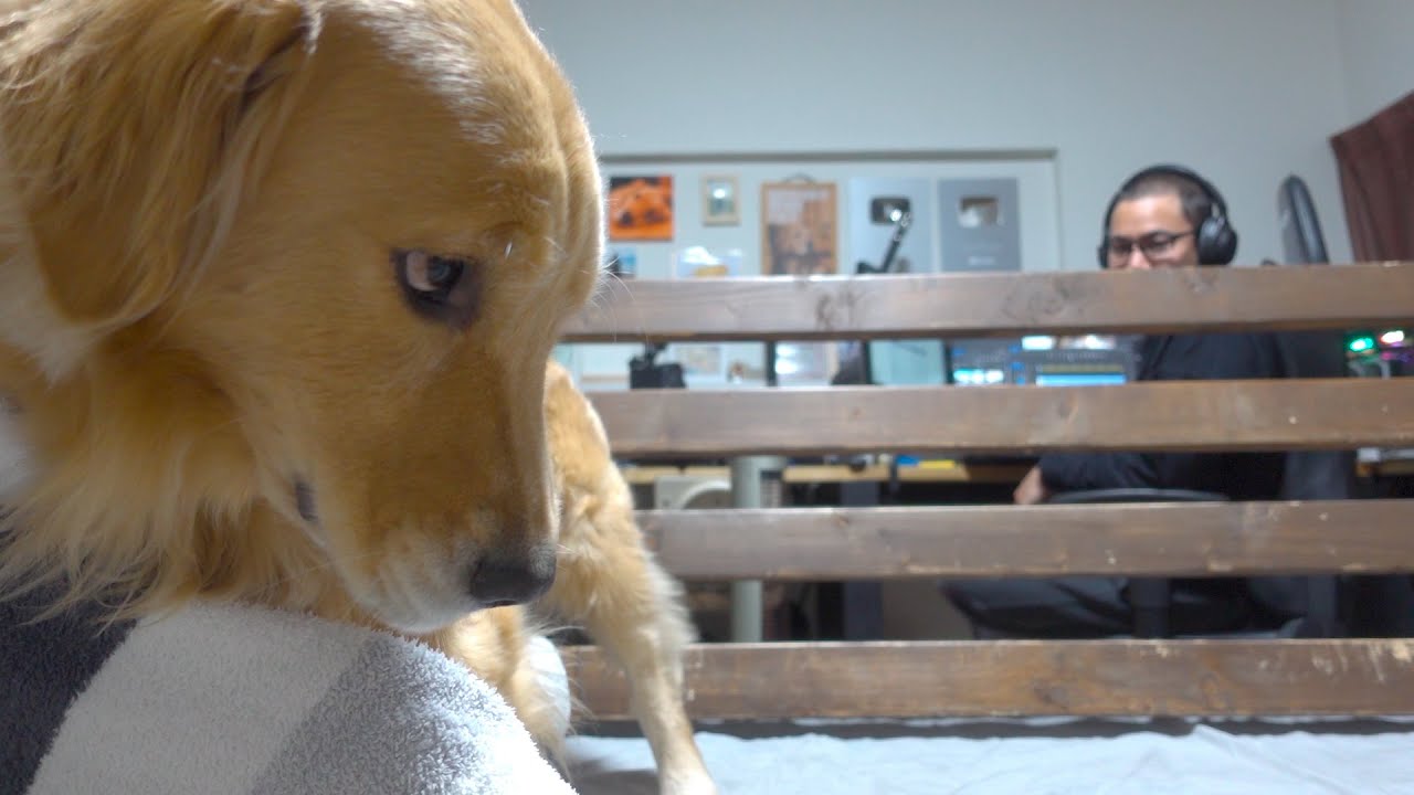 パパが見ている時だけ良い子になる愛犬ww